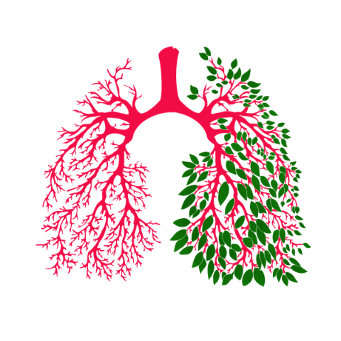 Lungs drawn as branches and leaves